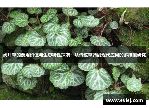 虎耳草的药用价值与生态特性探索：从传统草药到现代应用的多维度研究